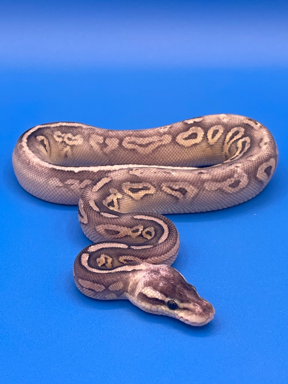 Sterling Mojave Ball Python by Southern Jewels Reptiles - MorphMarket