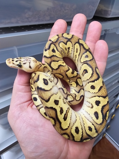 Cypress Pastel Clown Ball Python by Crazy Snake Ball Python (Daniele ...