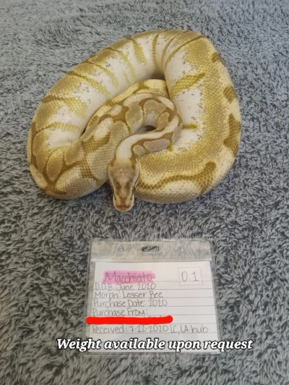 Lesser Bee Ball Python by Gypsy's Souls