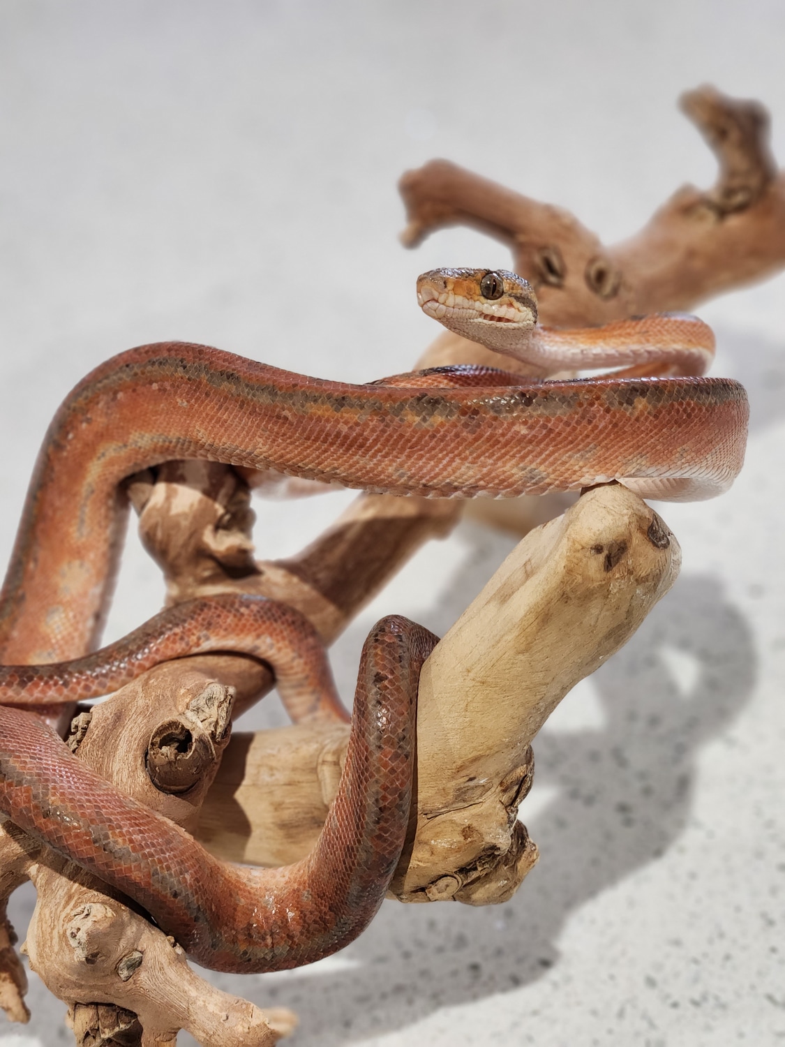CB20 Orange Tiger Amazon Tree Boa by C&R Corallus MorphMarket