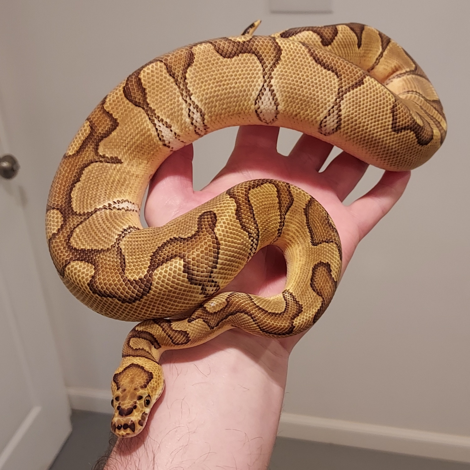Enchi Clown Ball Python by Cream City Serpents LLC - MorphMarket