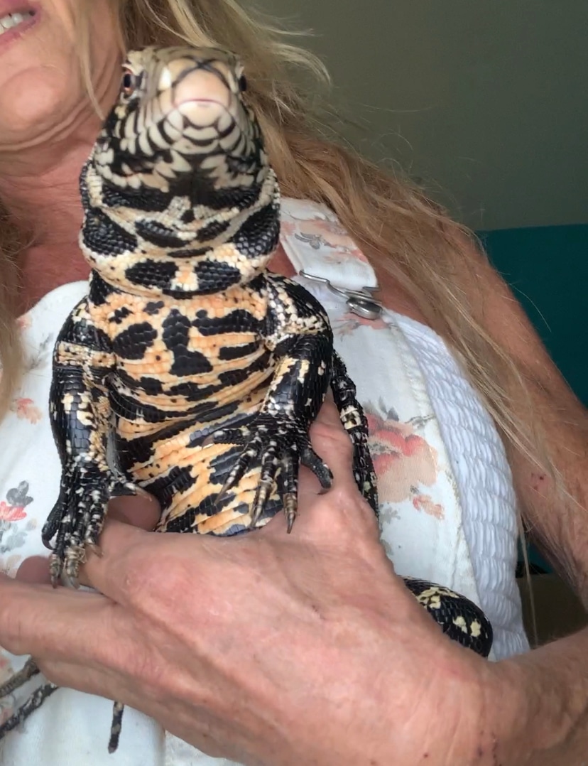 Young Firebelly Tegu Argentine Tegus by Reptile World MorphMarket