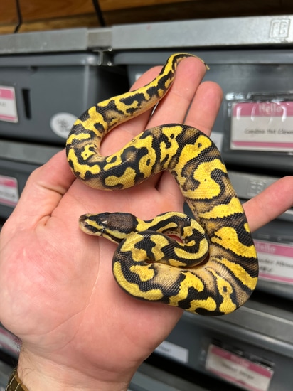 Genex Ball Python Firefly Yellowbelly GeneX 66% Het Pied Ball Python by Creature Breeders