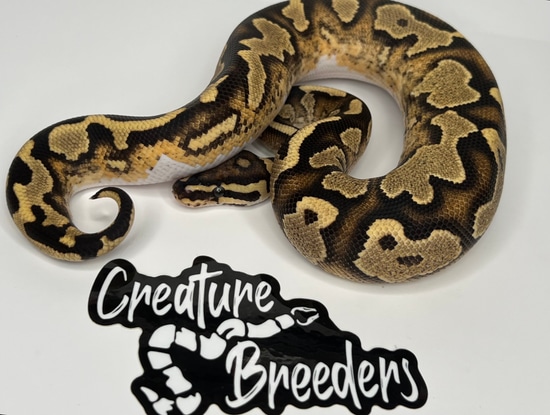 Fire Yellowbelly GeneX Het Pied Ball Python by Creature Breeders