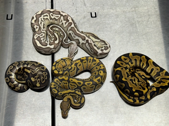 Package Hypo Clown Project Ball Python by Creature Breeders