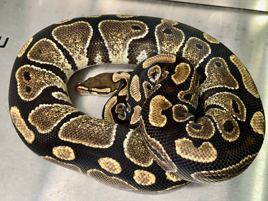 Lace Ball Python Lace Ball Python by Creature Breeders