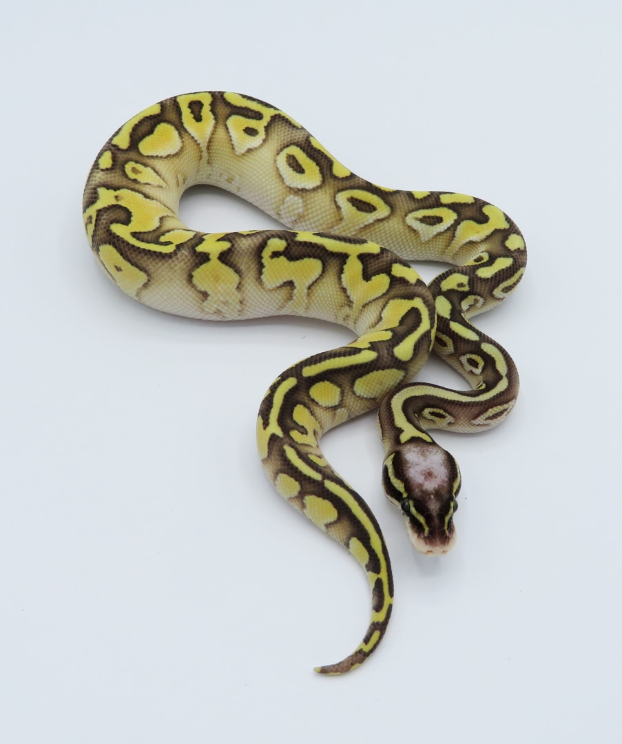 Super Pastel Enchi Lesser Fire Yellow Belly Ball Python by Python ...