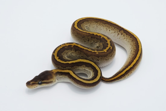 Black Pastel Mojave Pinstripe Cinder Ball Python by Python Designs