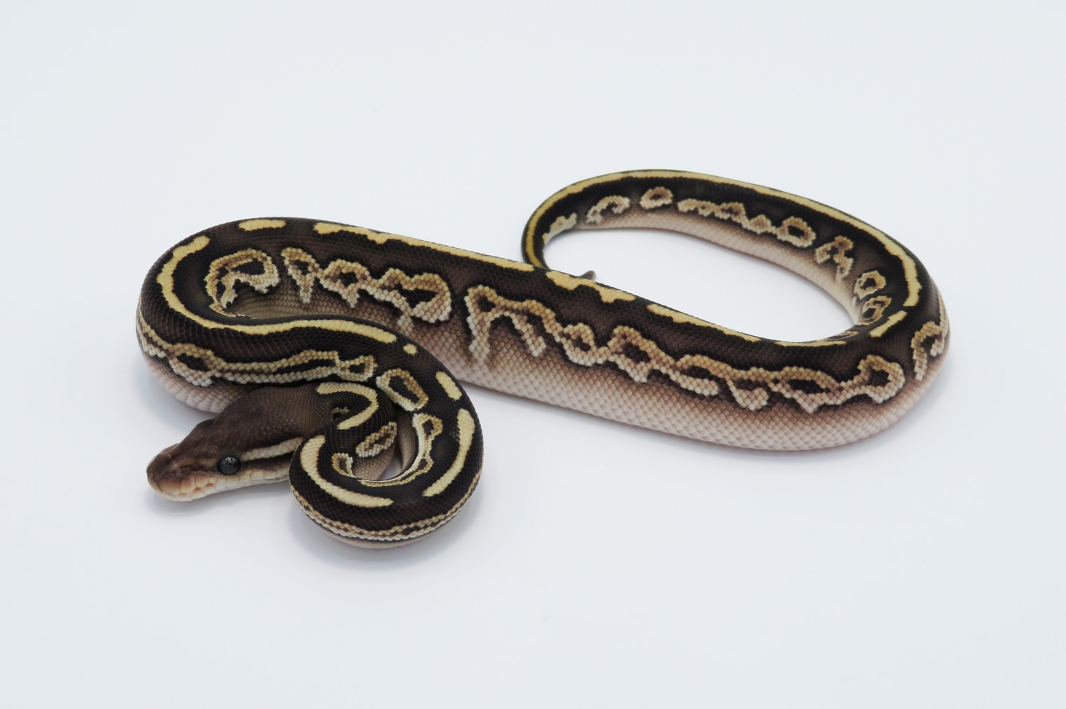 Black Pastel Lesser Bongo Ball Python by Python Designs MorphMarket