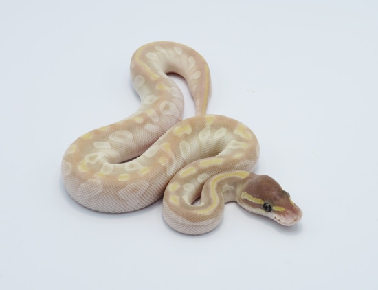 Pastel Crystal Ball Python by Python Designs