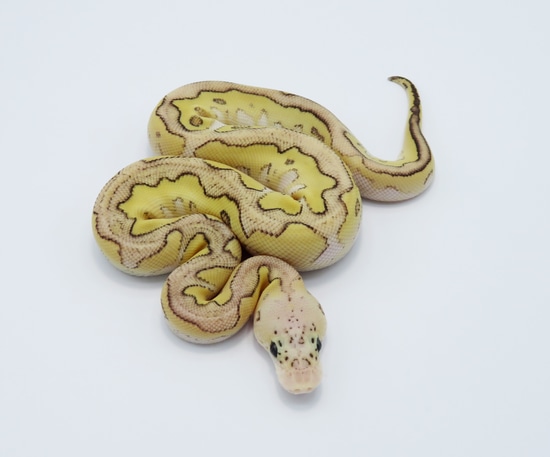 Super Pastel Lesser Yellow Belly Granite Clown Ball Python by Python ...