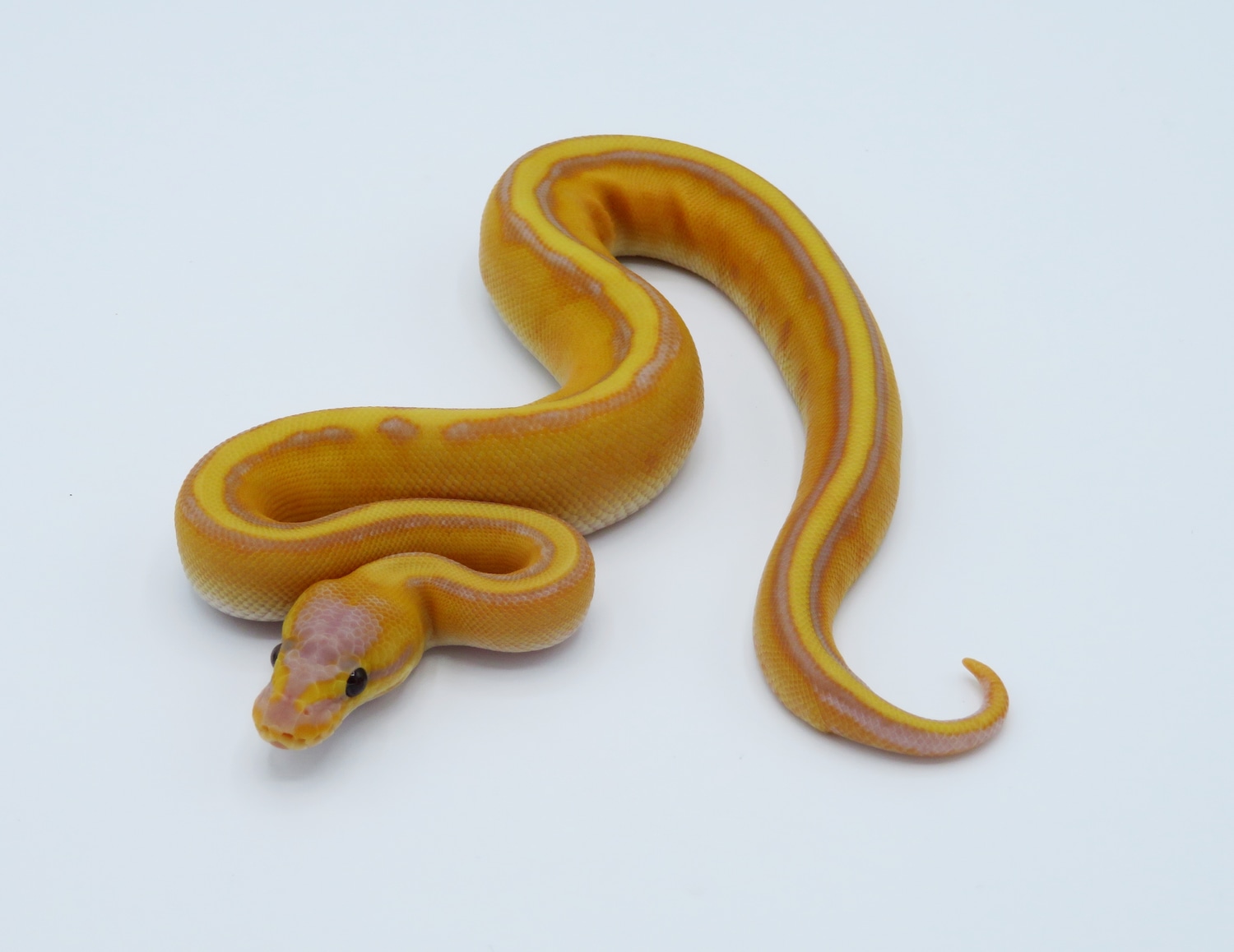 Banana Stripe Ball Python by Python Designs MorphMarket