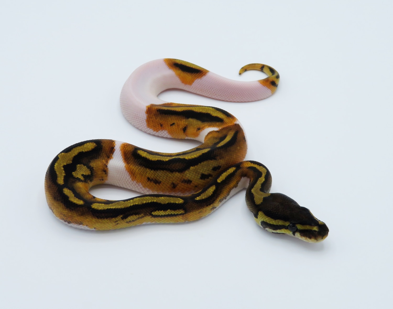 Piebald Ball Python by Python Designs - MorphMarket
