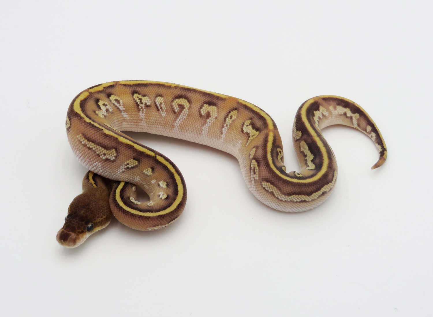 Black Head Hidden Gene Woma Mojave Fire Yellow Belly Odium Ringer Gene ...