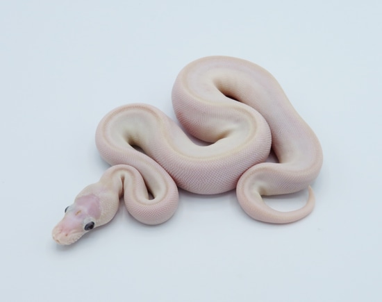 Super Butter Microscale Pos Pinstripe Ball Python by Python Designs
