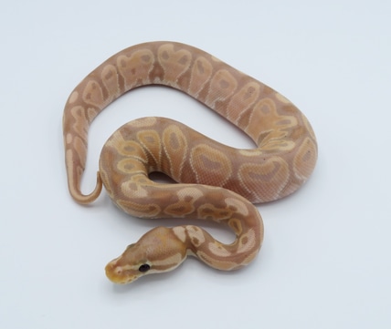 Black Pastel Banana Champagne Ghost Ball Python by Python Designs ...
