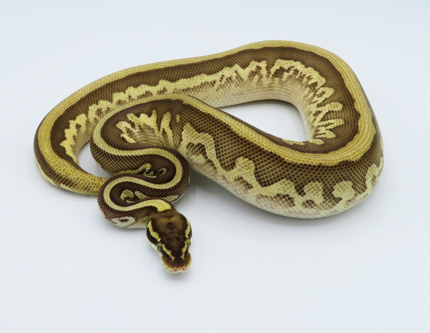 Pastel Leopard Lesser Lucifer Yellow Belly Pos Het Piebald Ball Python ...