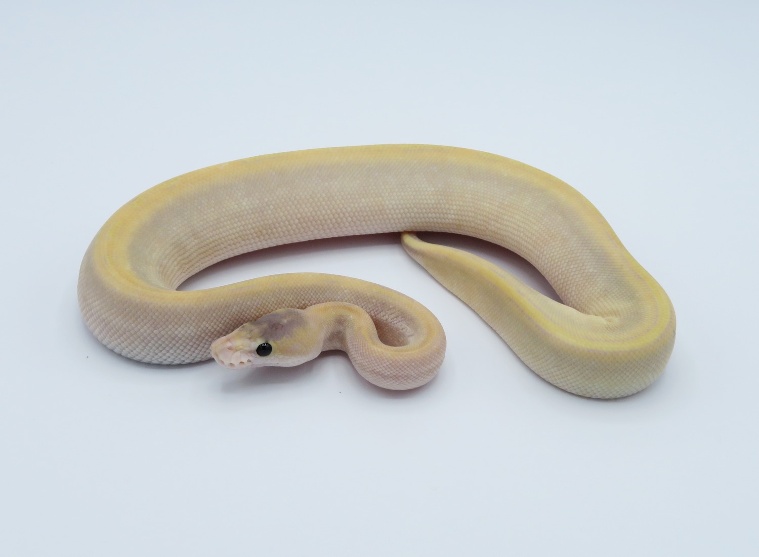 Banana Mojave Champagne Hypo Ball Python by Python Designs - MorphMarket