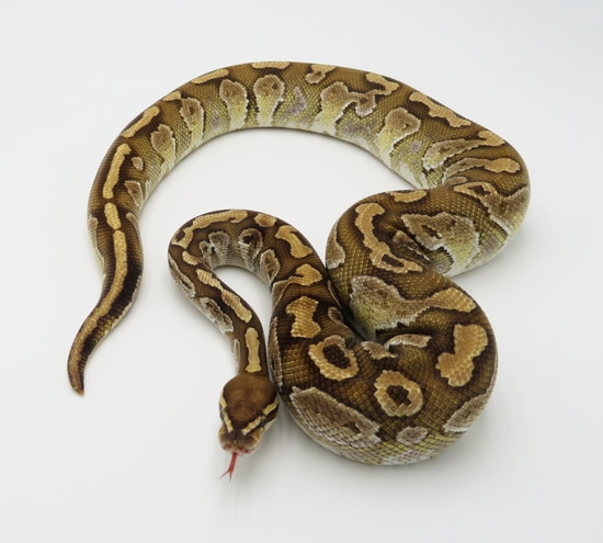 Lesser Motley Granite Yellow Belly Ball Python by Python Designs