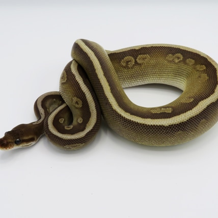 Black Pastel Hidden Gene Woma Mojave Enchi Fire Yellow Belly Odium Ball Python