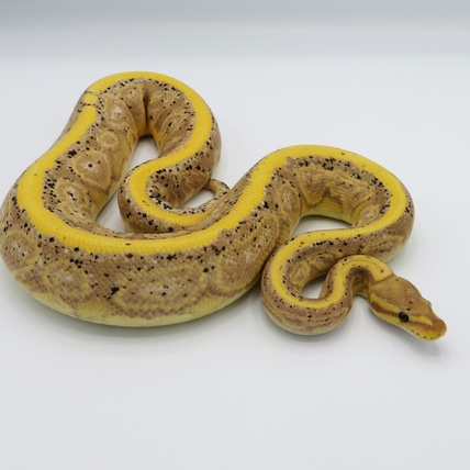 Black Pastel Banana Red Stripe Odium Ball Python