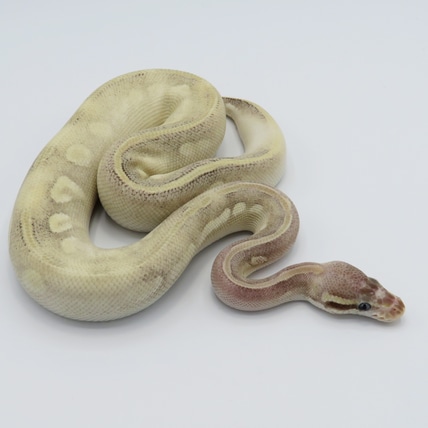 Pastel Mystic Potion Odium Ball Python