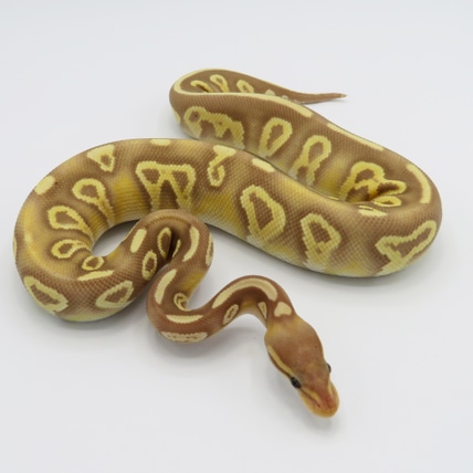 Banana Mojave Chocolate Ghost Ball Python