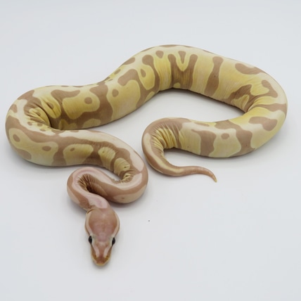 Banana Super Microscale Ball Python