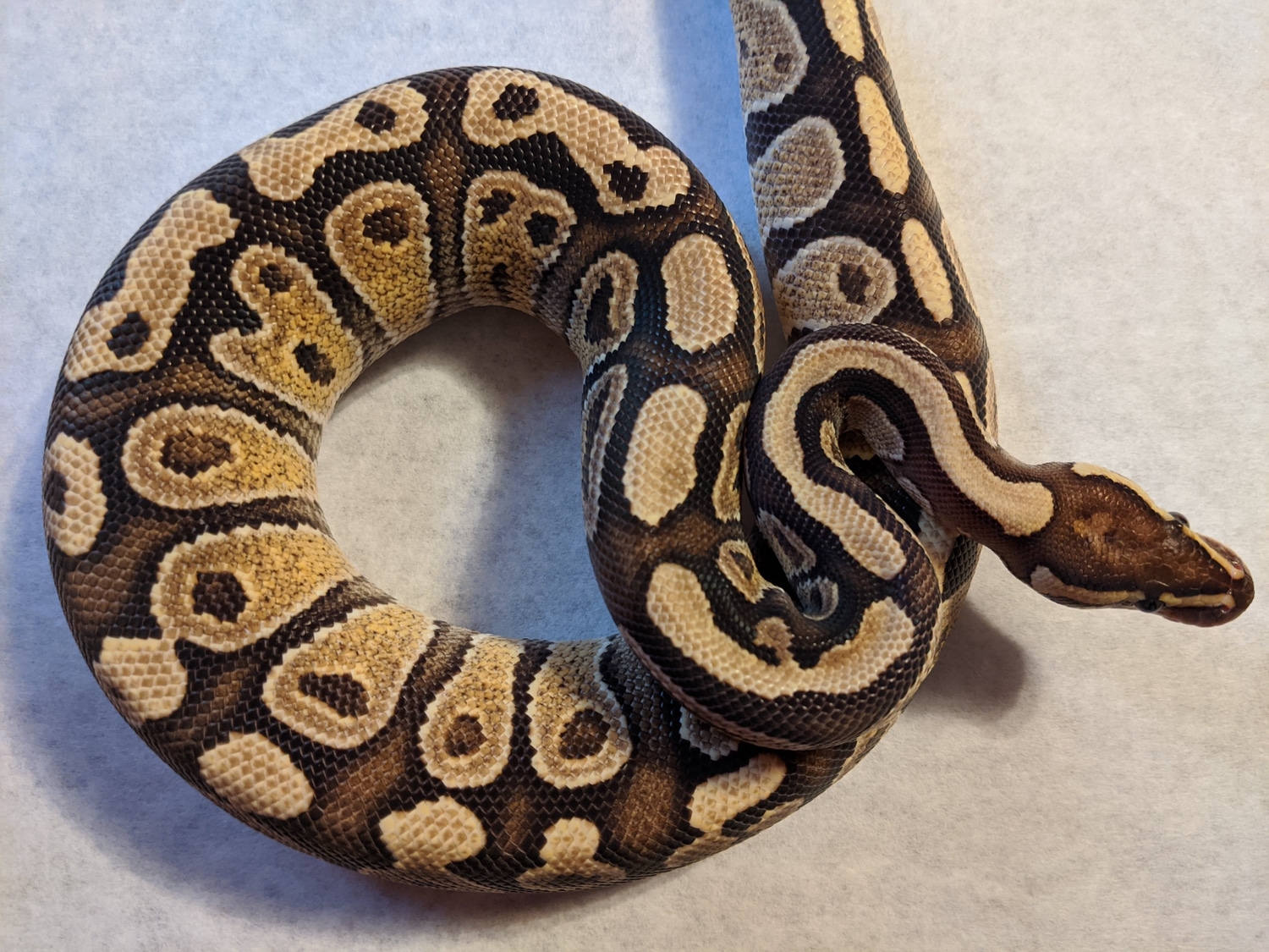 Mojave Fire Ball Python by Creature Feature Reptiles - MorphMarket