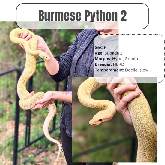 Hypo Granite Lady Burm By NERD, Friendly And Socialized Burmese Python ...