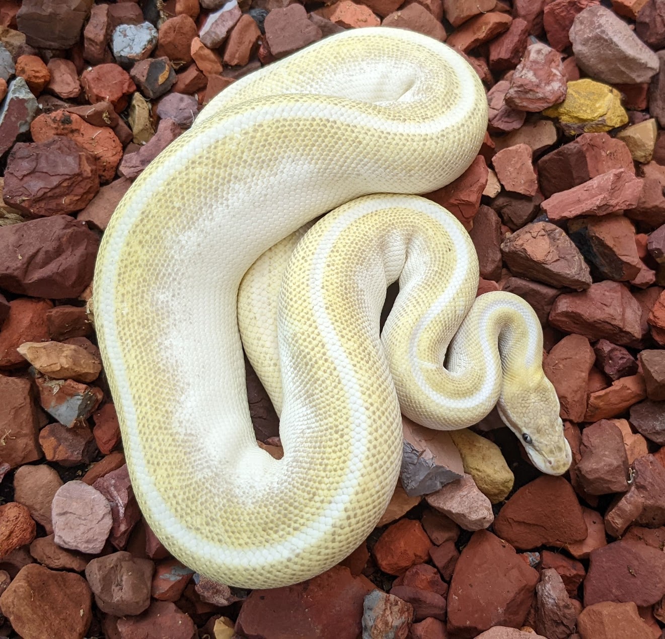 RTB Super Mojave Ball Python by Kaptive Keepers - MorphMarket