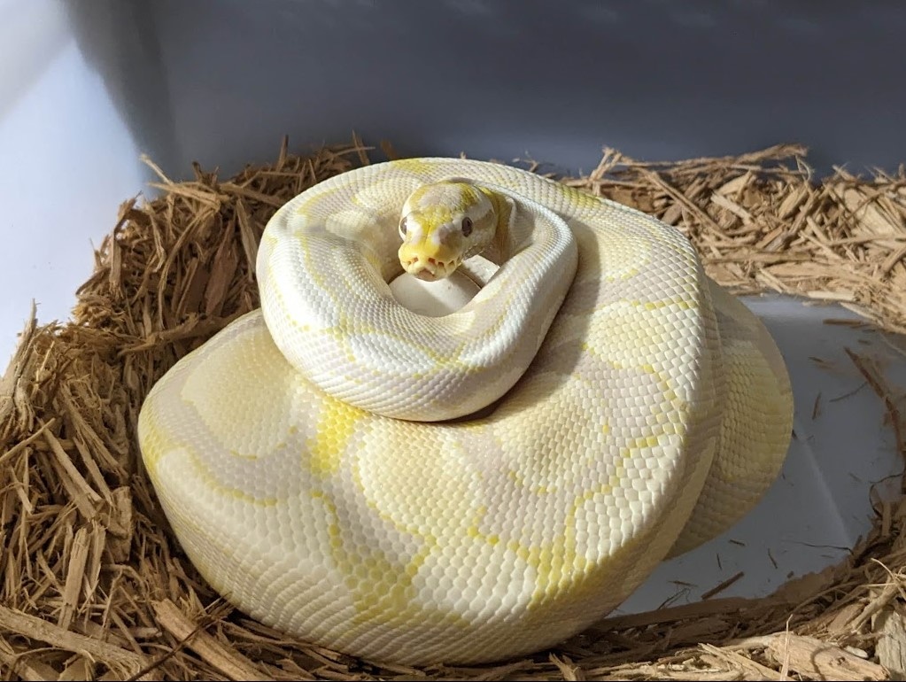 Pastel Lavender Ball Python by Kaptive Keepers MorphMarket