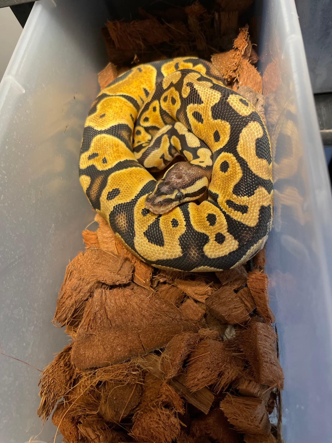 Pastel Scaless Head Ball Python by Creeper Ball Pythons - MorphMarket