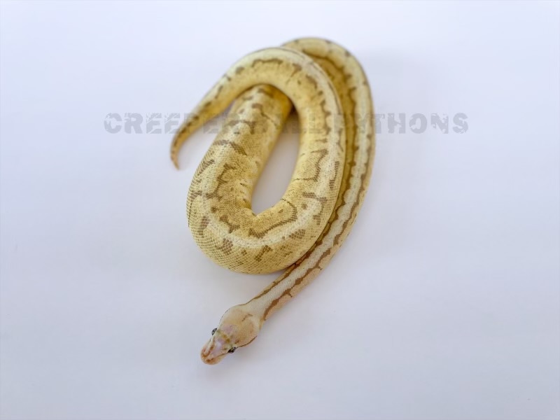 Super Pastel Pinstripe Woma Scaless Head Ball Python by Creeper Ball ...