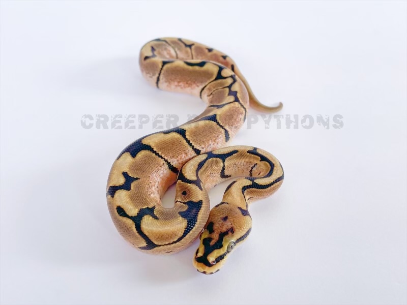 Black Pastel Spider Het Pied 66% Het Albino Ball Python by Creeper Ball ...