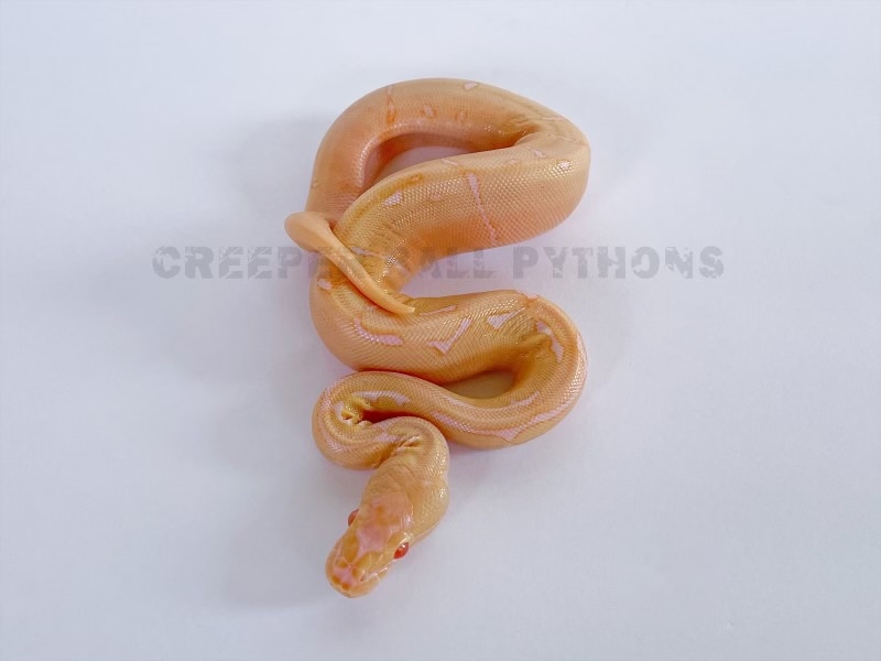 Spider Albino Het Pied Ball Python by Creeper Ball Pythons - MorphMarket