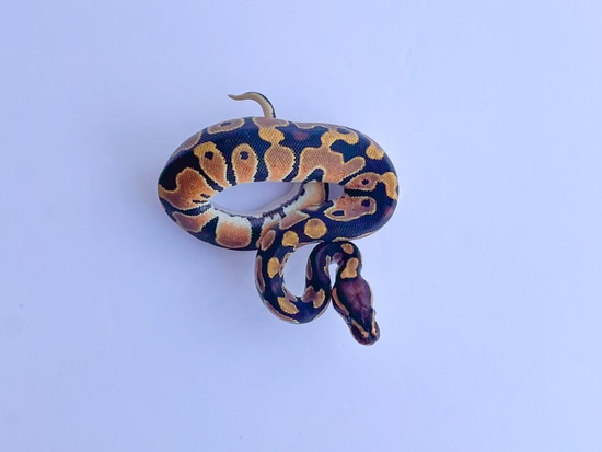 Orange Dream Het Clown Ball Python by Creeper Ball Pythons