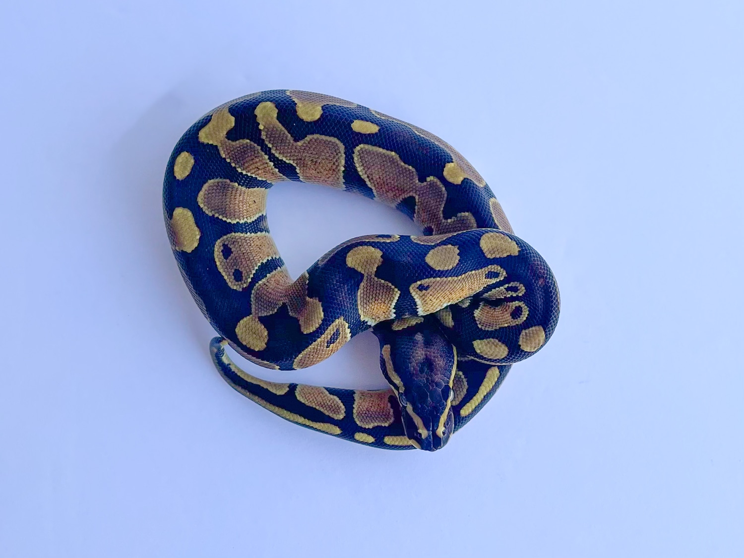 Normal Het Clown Ball Python by Creeper Ball Pythons - MorphMarket
