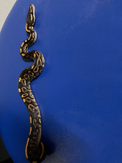 2024 Yellow Belly Black Pastel Het Clown Male Ball Python by Creeper ...