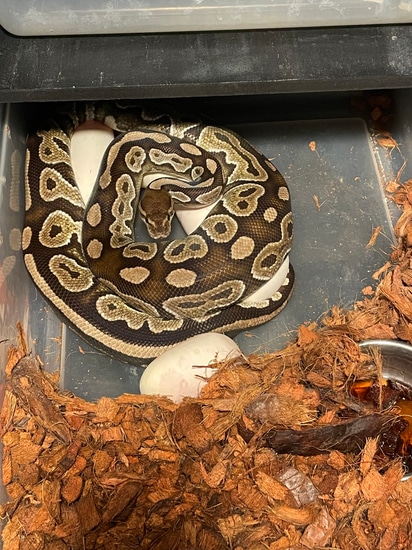 Cinnamon Ball Python by Creeper Ball Pythons