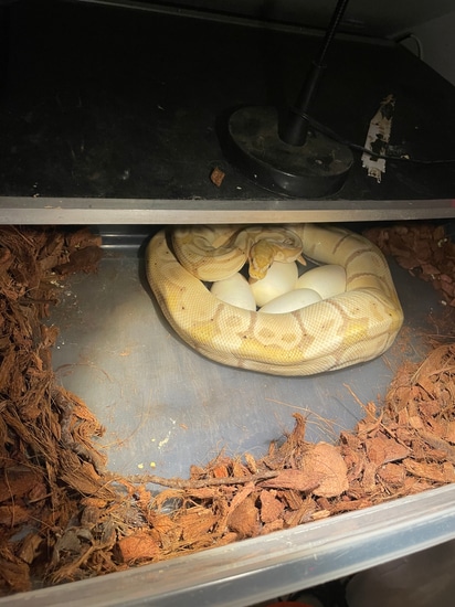 Banana Het Pied Ball Python by Creeper Ball Pythons