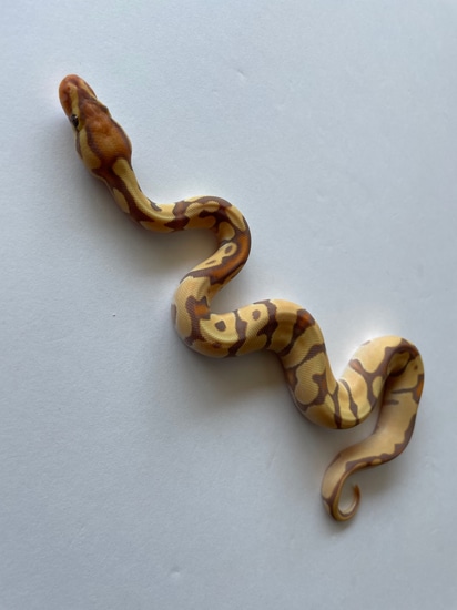 24 Banana Enchi Orange Dream Het Clown Ball Python by Creeper Ball Pythons