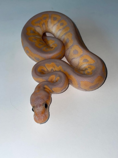 Banana Black Pastel Clown Ball Python by Creeper Ball Pythons