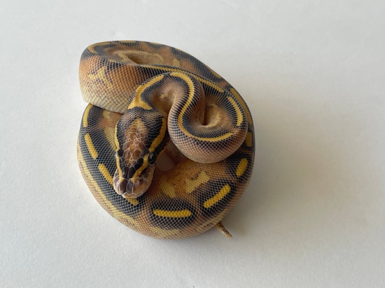 Highway Ball Python by Creeper Ball Pythons
