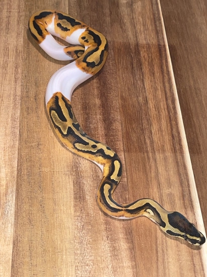 Pumpkin Pied Ball Python by Creeper Ball Pythons