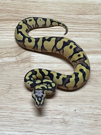 Pastel Enchi Scaless Head Ball Python by Creeper Ball Pythons