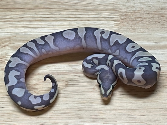 Super Scaless Head Phantom Yellow Belly Ball Python by Creeper Ball Pythons