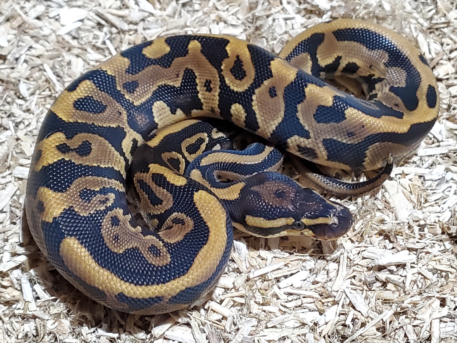 Leopard Yellow Belly Het Pied Ball Python by Crème de la Clutch Exotics ...