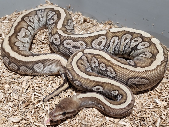 WOW HGW Mystic Het Pied Ball Python by Crème de la Clutch Exotics