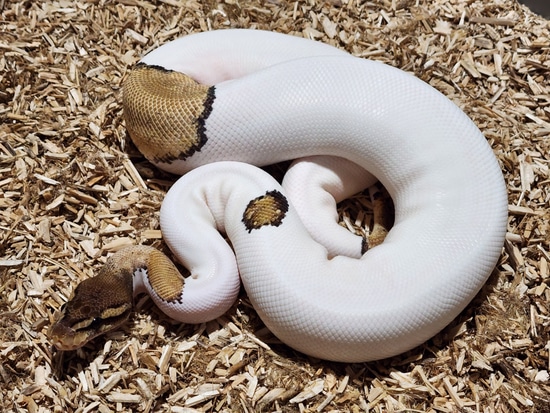 Pastel HGW/Mystic Pied Ball Python by Crème de la Clutch Exotics